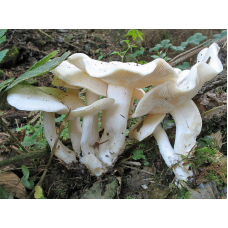Мицелий Рядовки сросшейся / Лиофиллум сросшийся (Lyophyllum connatum)